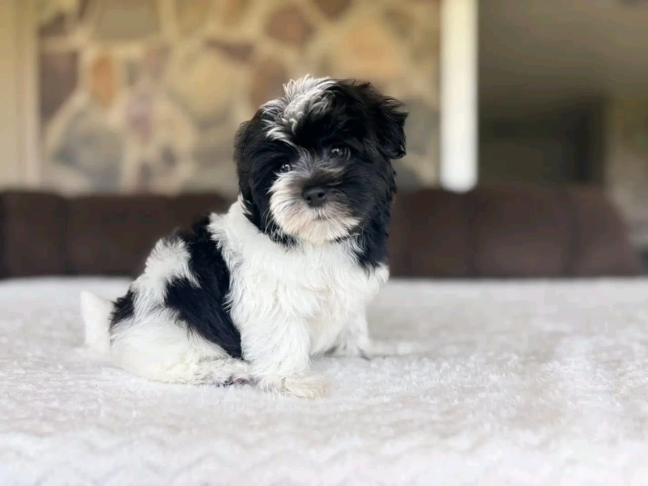 Leo the Biewer Terrier puppy
