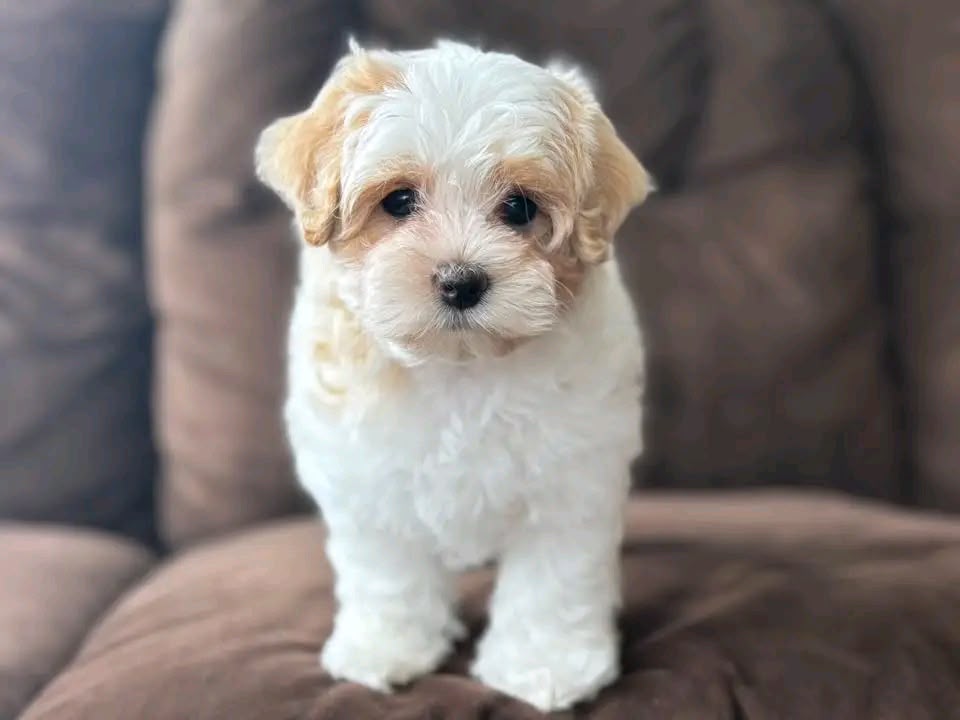 Clara the Biewer Terrier puppy