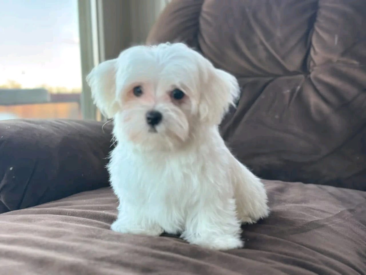 Lizzy the Biewer Terrier puppy