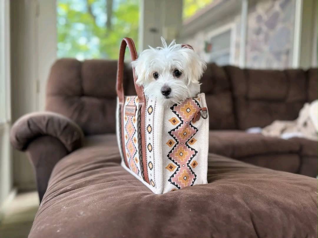 Tina the Biewer Terrier puppy