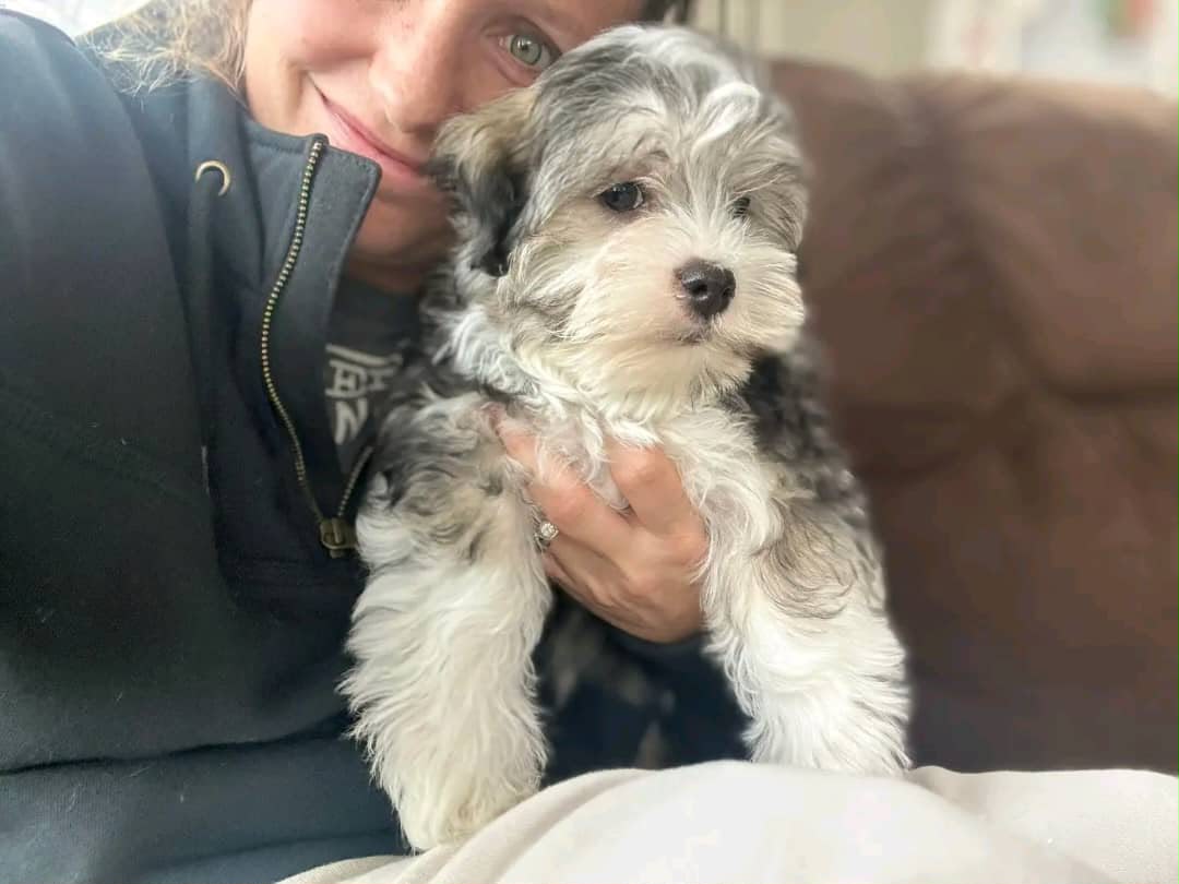 Arol the Biewer Terrier puppy