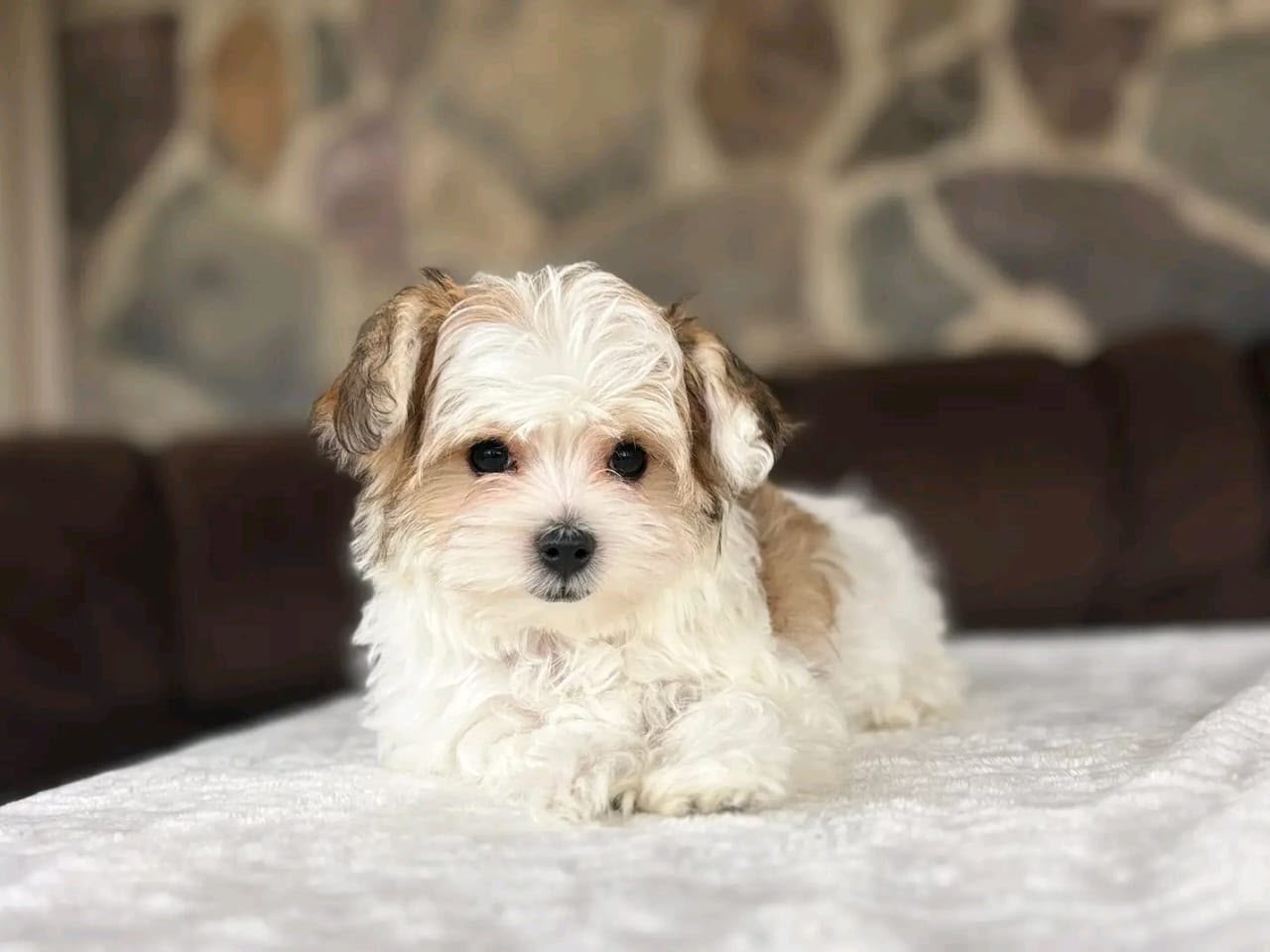 Rocky photo 4