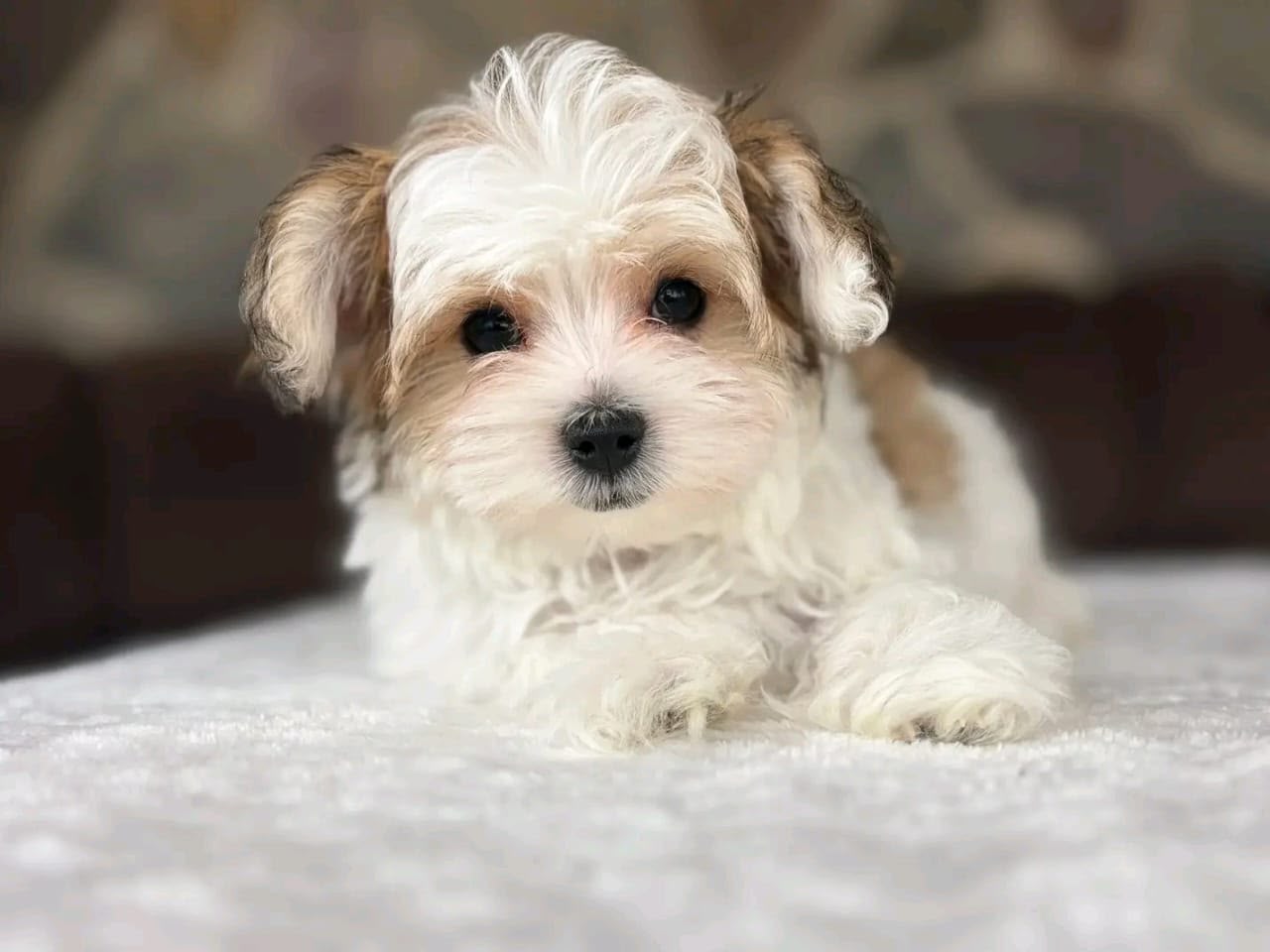 Rocky the Biewer Terrier puppy