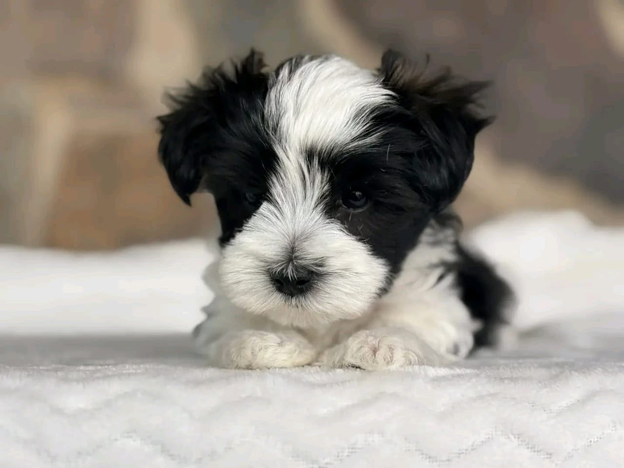 Sierra the Biewer Terrier puppy