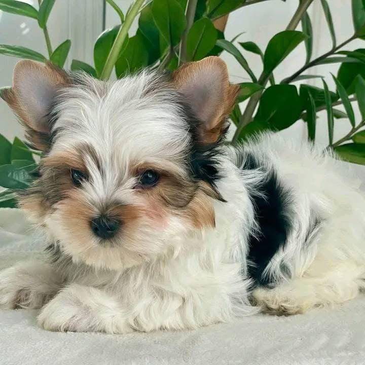 Coco photo 3