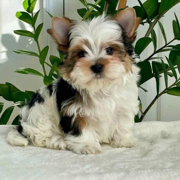 Coco photo 4