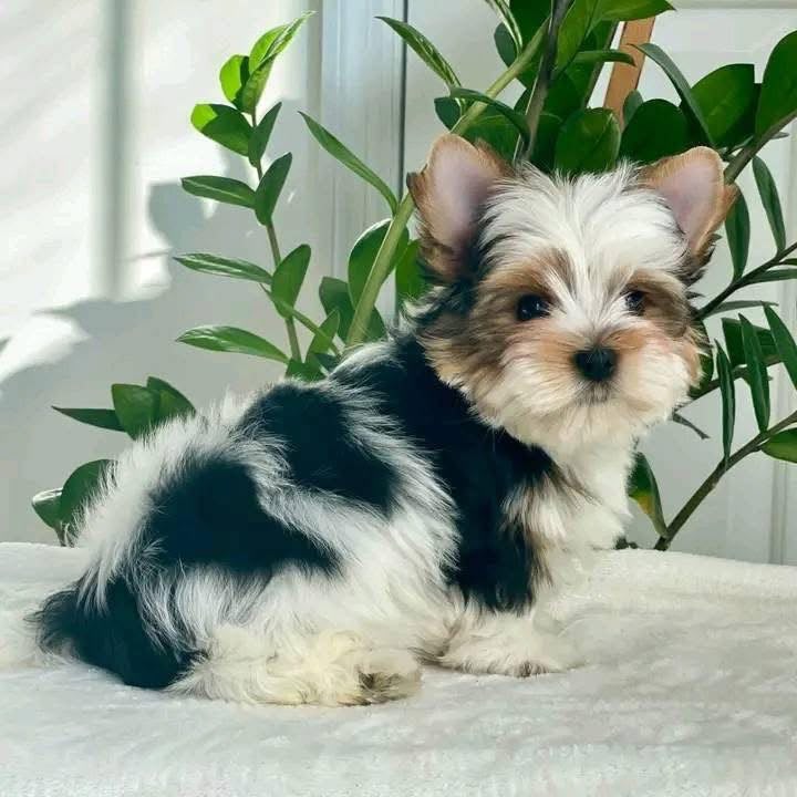 Coco the Biewer Terrier puppy