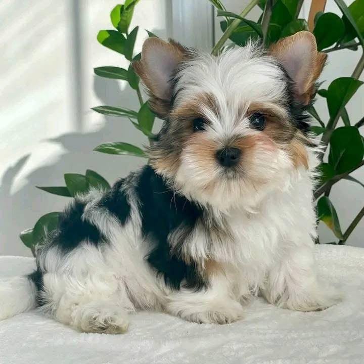 Coco photo 2
