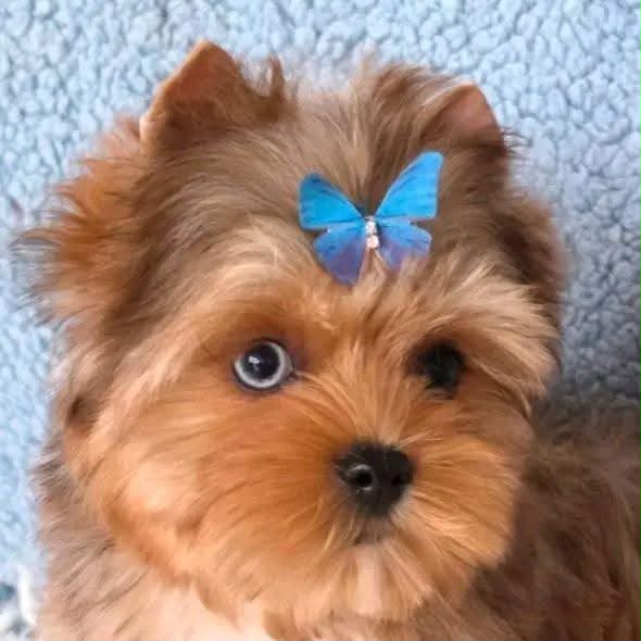 Pipi the Biewer Terrier puppy