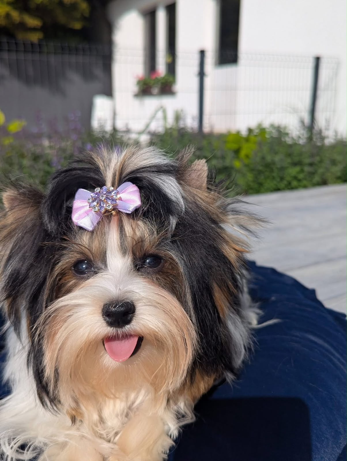Diana the Biewer Terrier puppy