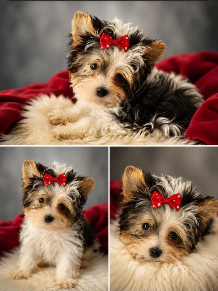 Betty the Biewer Terrier puppy